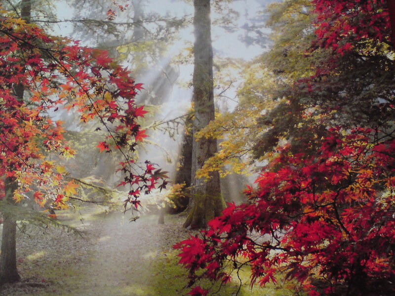 Autumn Forest Path — Red, Serene, Photograph, Trees