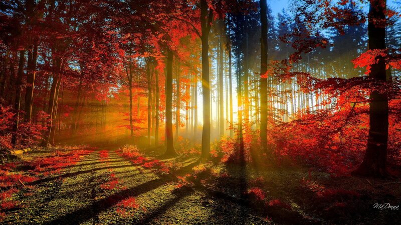 Autumn Forest Path — Red, Serene, Sunset, Photograph