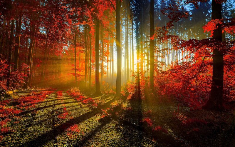 Autumn Forest Path — Red, Serene, Sunset, Photograph, Trees, Sunlight, Leaves