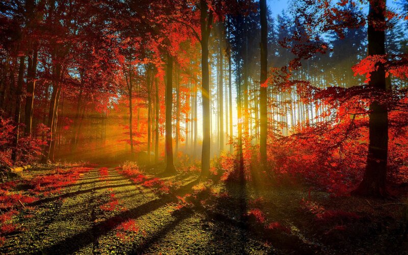 Autumn Forest Path — Red, Serene, Sunset, Photograph, Trees, Sunlight