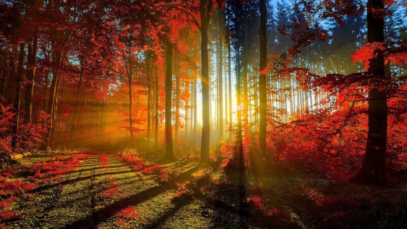 Autumn Forest Path — Red, Serene, Sunset, Photograph, Trees