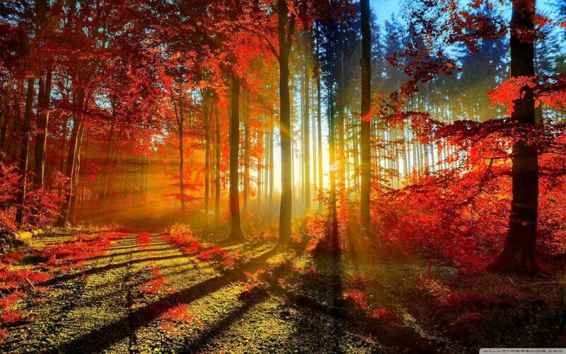 Autumn Forest Path — Red, Serene, Sunset