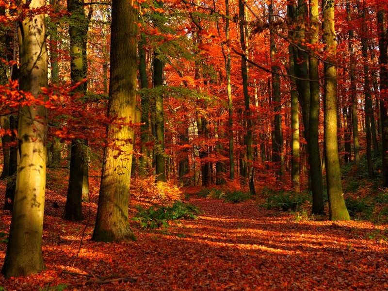 Autumn Forest Path — Red, Serene