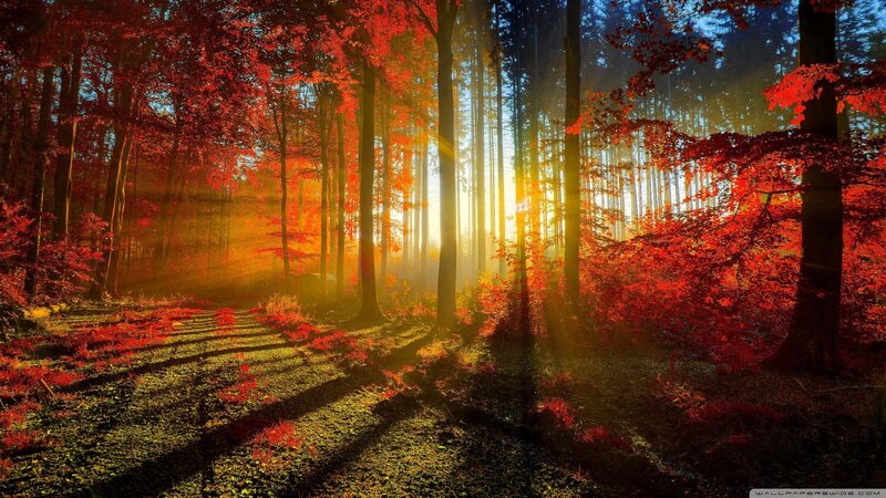 Autumn Forest Path — Red, Sunlight