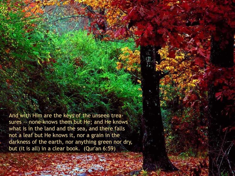 Autumn Forest Path — Red