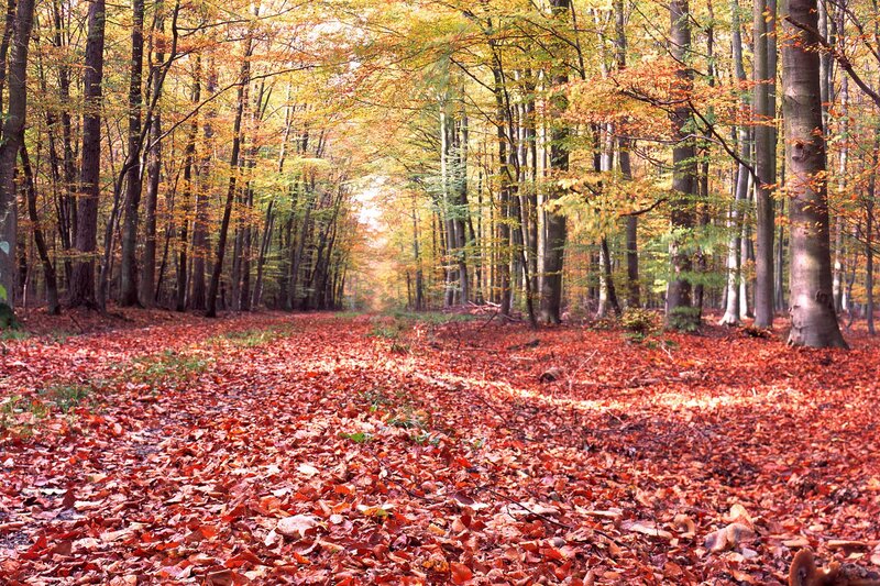 Autumn Forest Path — Red, Trees