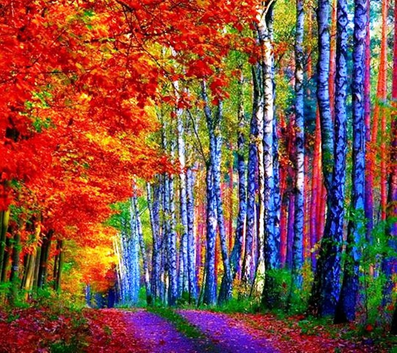 Autumn Forest Path — Red, Vibrant