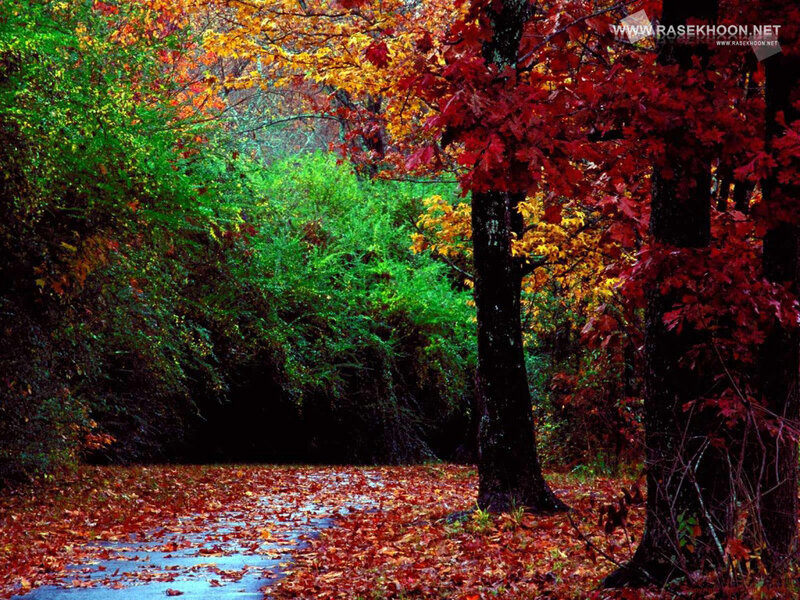 Autumn Forest Path — Red, Yellow