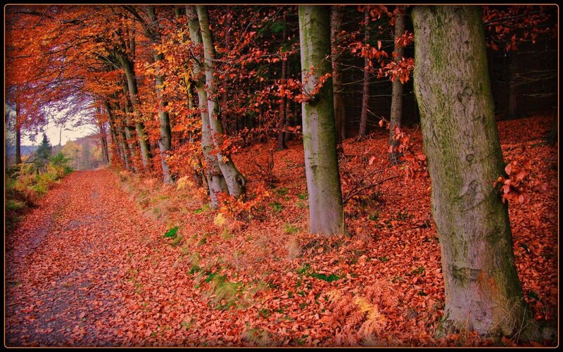 Autumn Forest Path — Serene, Brown