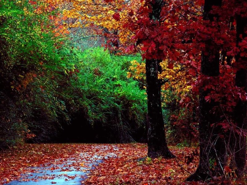 Autumn Forest Path — Serene, Green