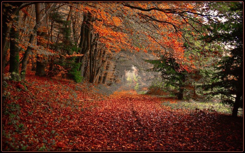 Autumn Forest Path — Serene, Leaves