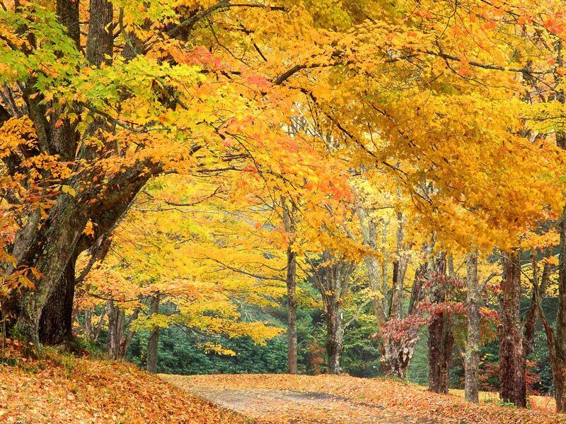 Autumn Forest Path — Serene, Orange
