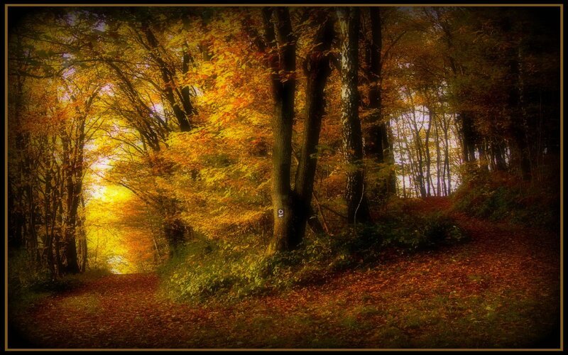 Autumn Forest Path — Serene, Sunlight