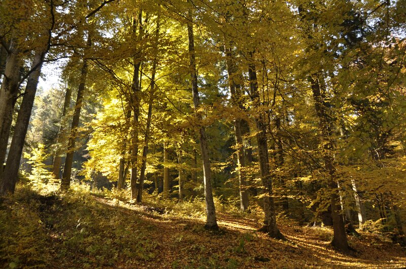 Autumn Forest Path — Sunlight, Green