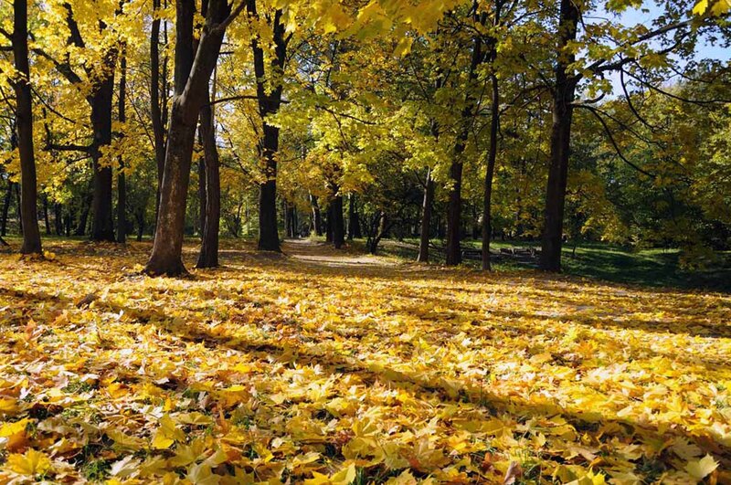 Autumn Forest Path — Sunlight