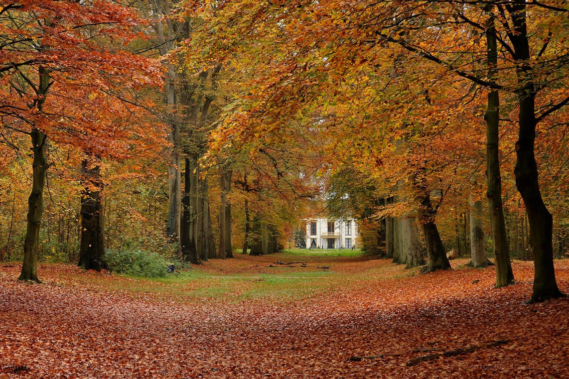 Autumn forest path to a house