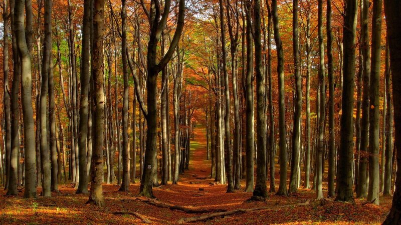 Autumn Forest Path — Trees, Brown