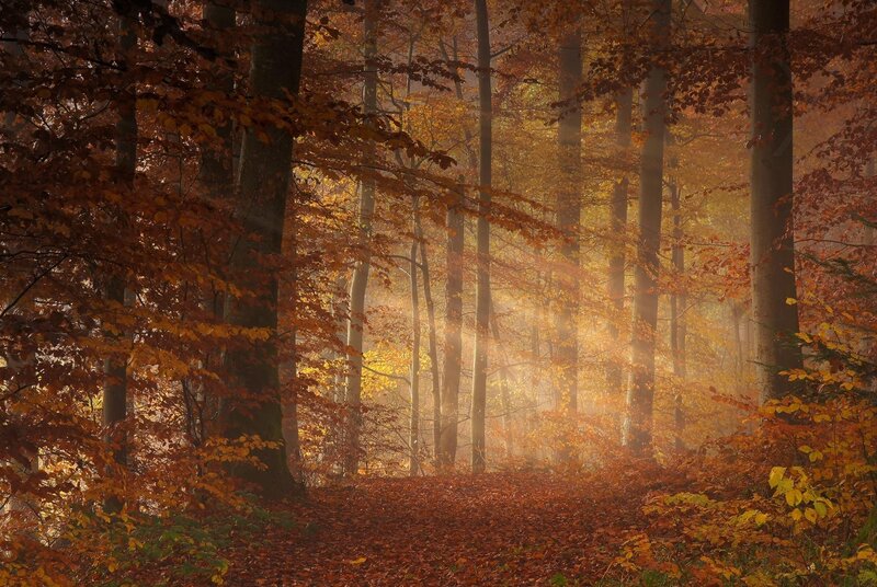 Autumn Forest Path — Trees, Sunlight