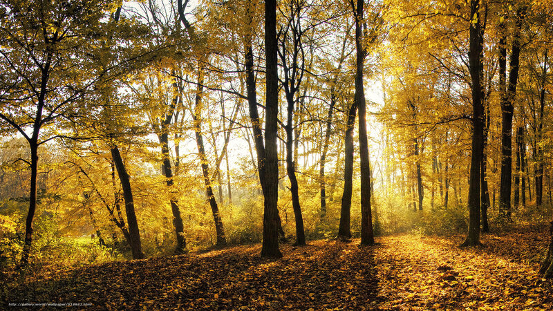 Autumn Forest Path — Trees