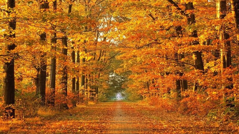 Autumn Forest Path — Trees, Yellow