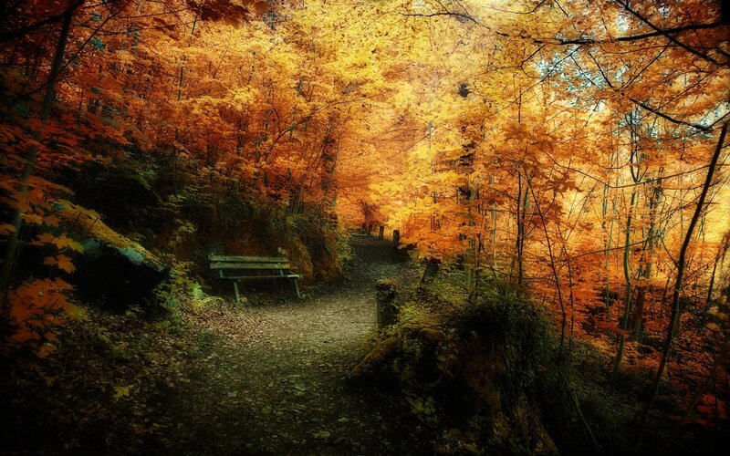 Autumn forest path with bench