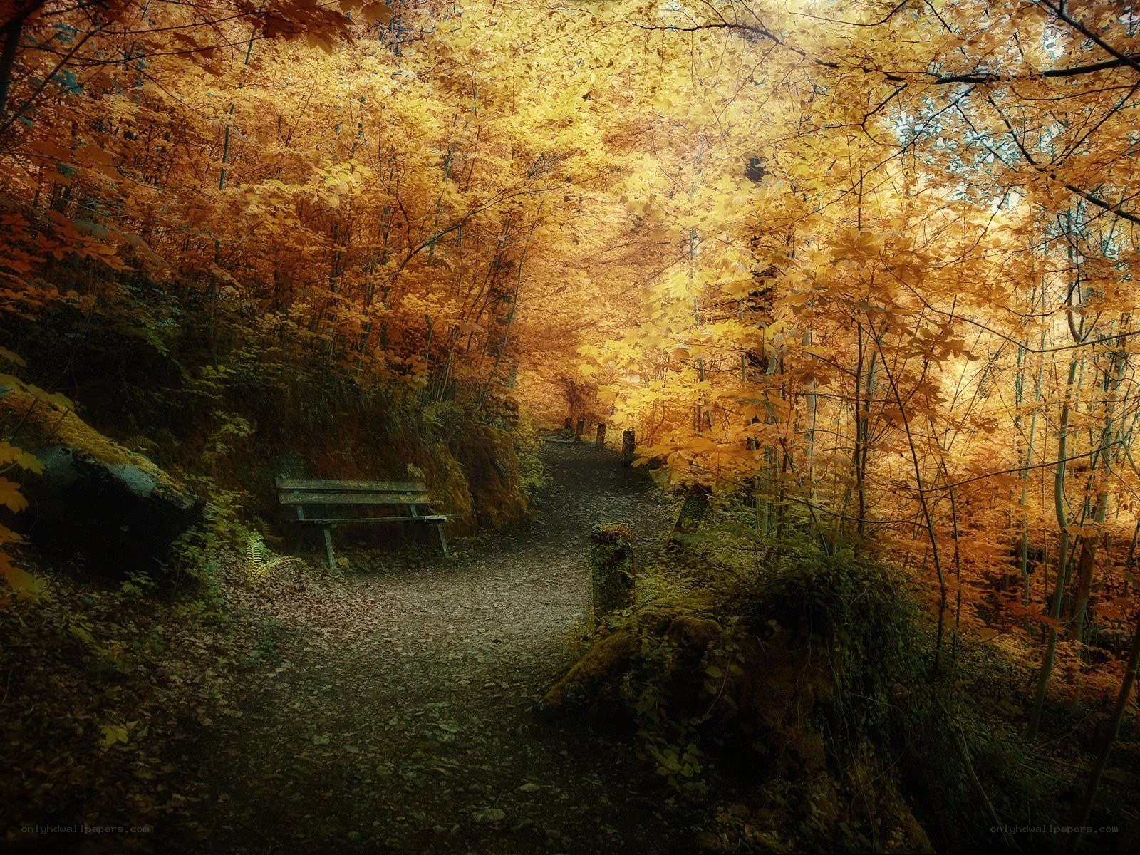 Autumn forest path with bench