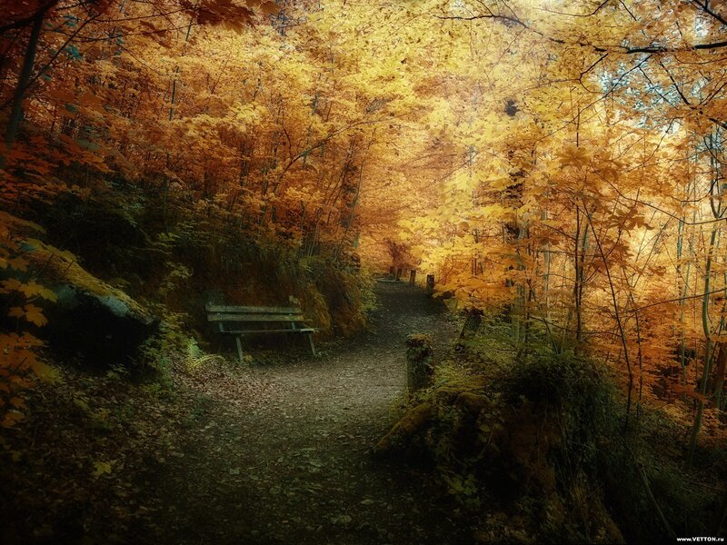 Autumn forest path with bench
