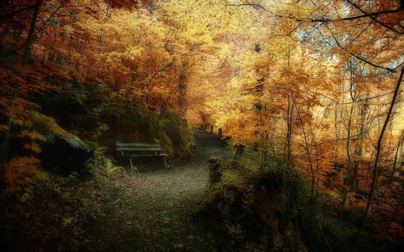 Autumn forest path with bench