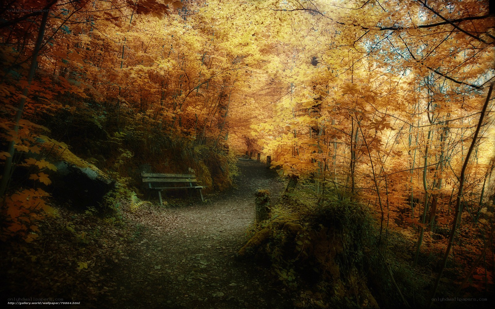 Autumn forest path with bench
