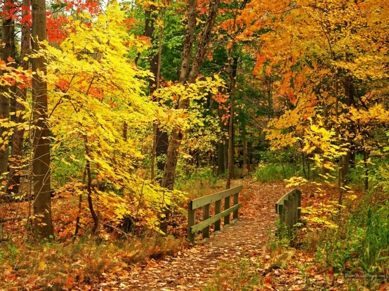Autumn forest path with bridge