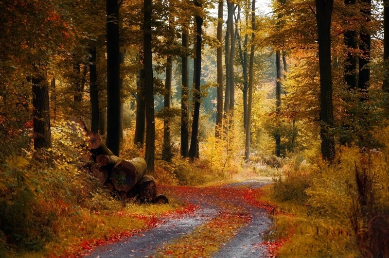 Autumn forest path with fallen leaves