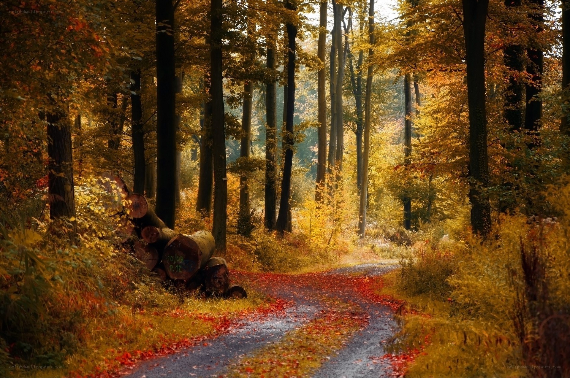 Autumn forest path with fallen leaves