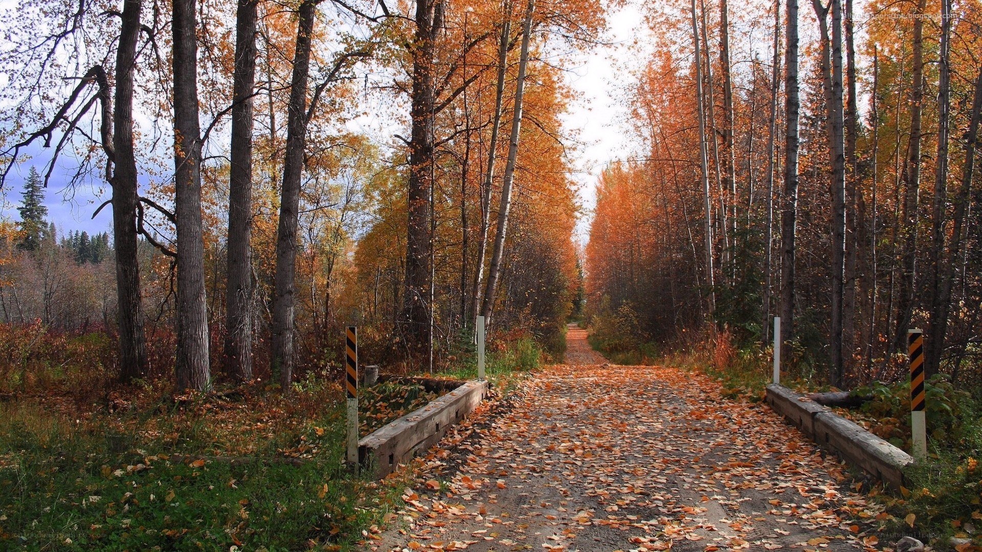 Autumn forest path with fallen leaves