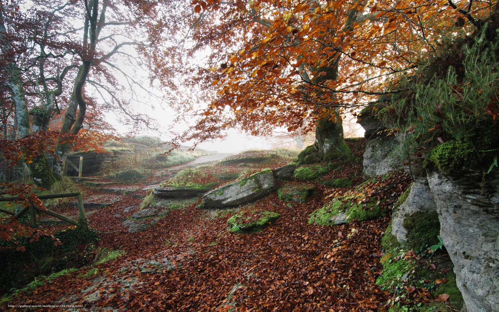 Autumn forest path with fallen leaves