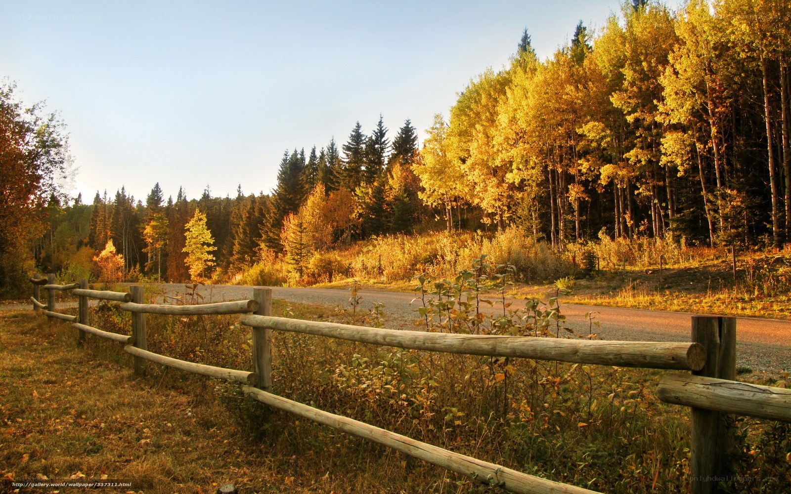 Autumn forest path with fence