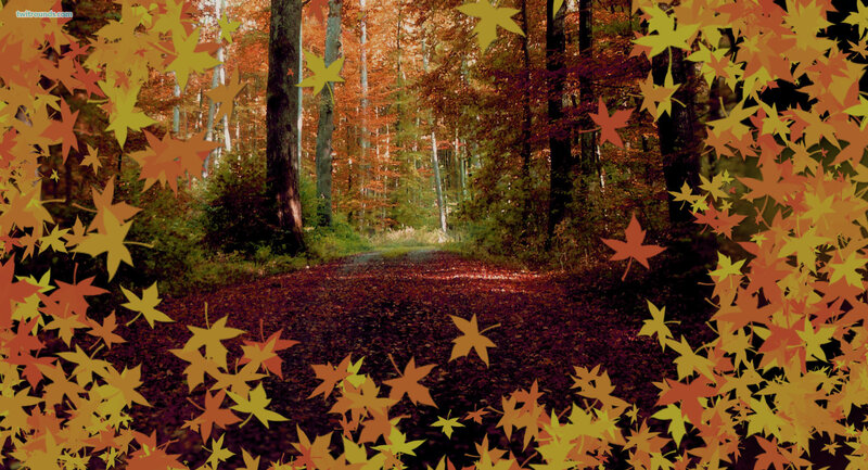Autumn forest path with leaves