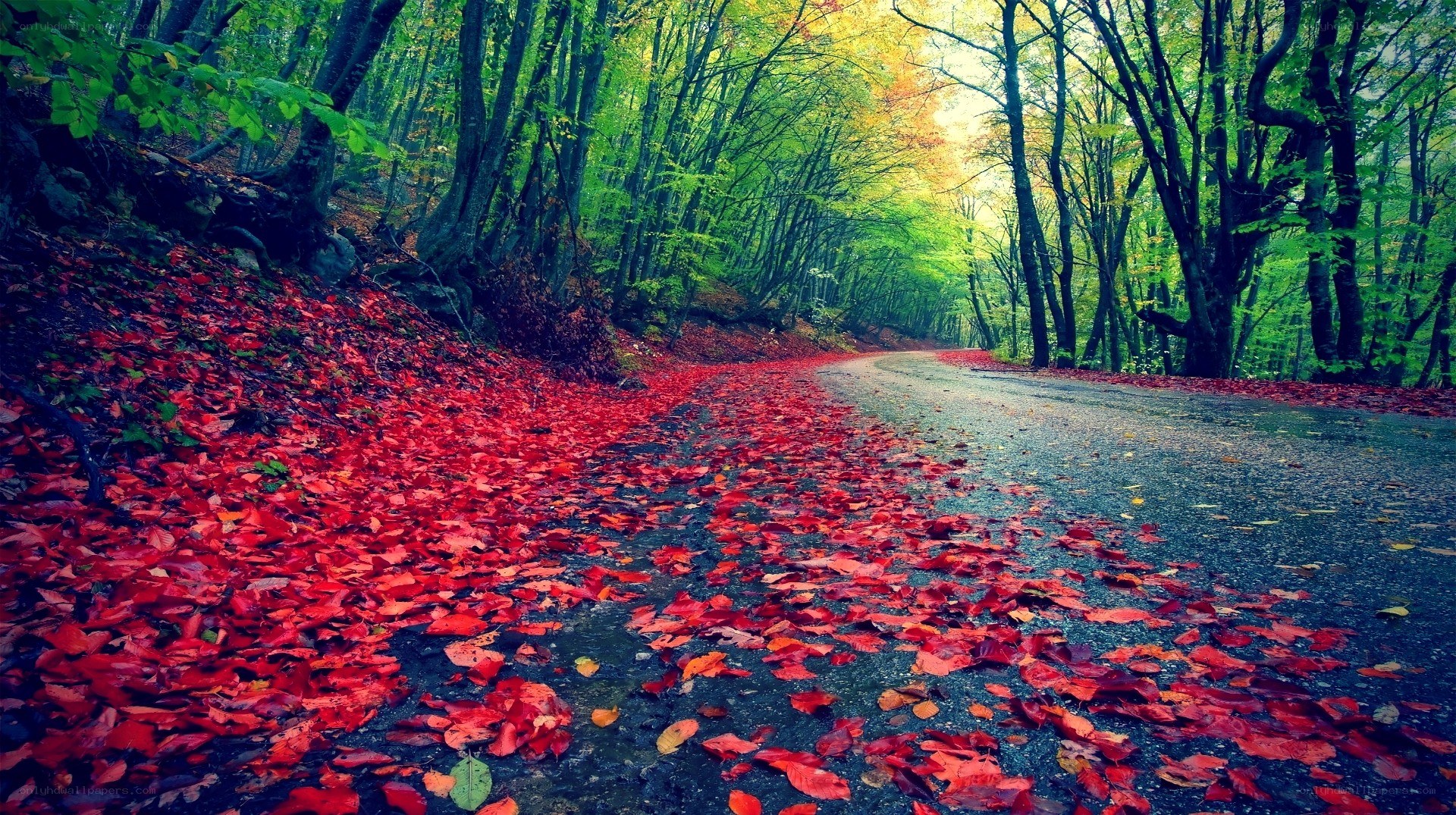 Autumn forest path with red leaves