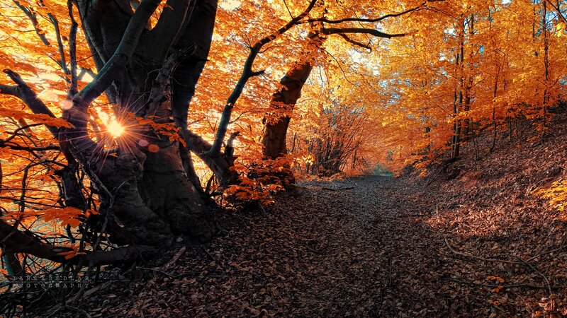 Autumn forest path with sunburst