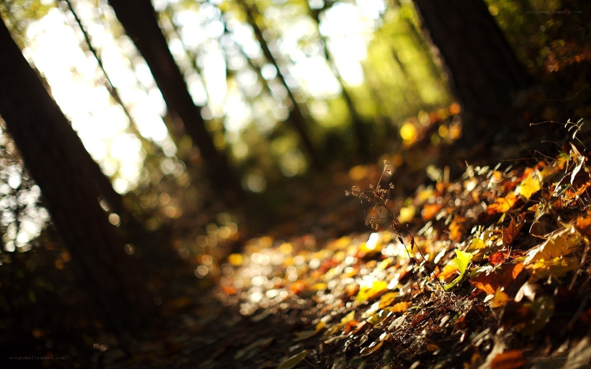 Autumn forest path with sunlight