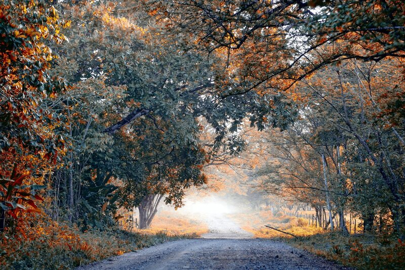Autumn forest path with sunlight
