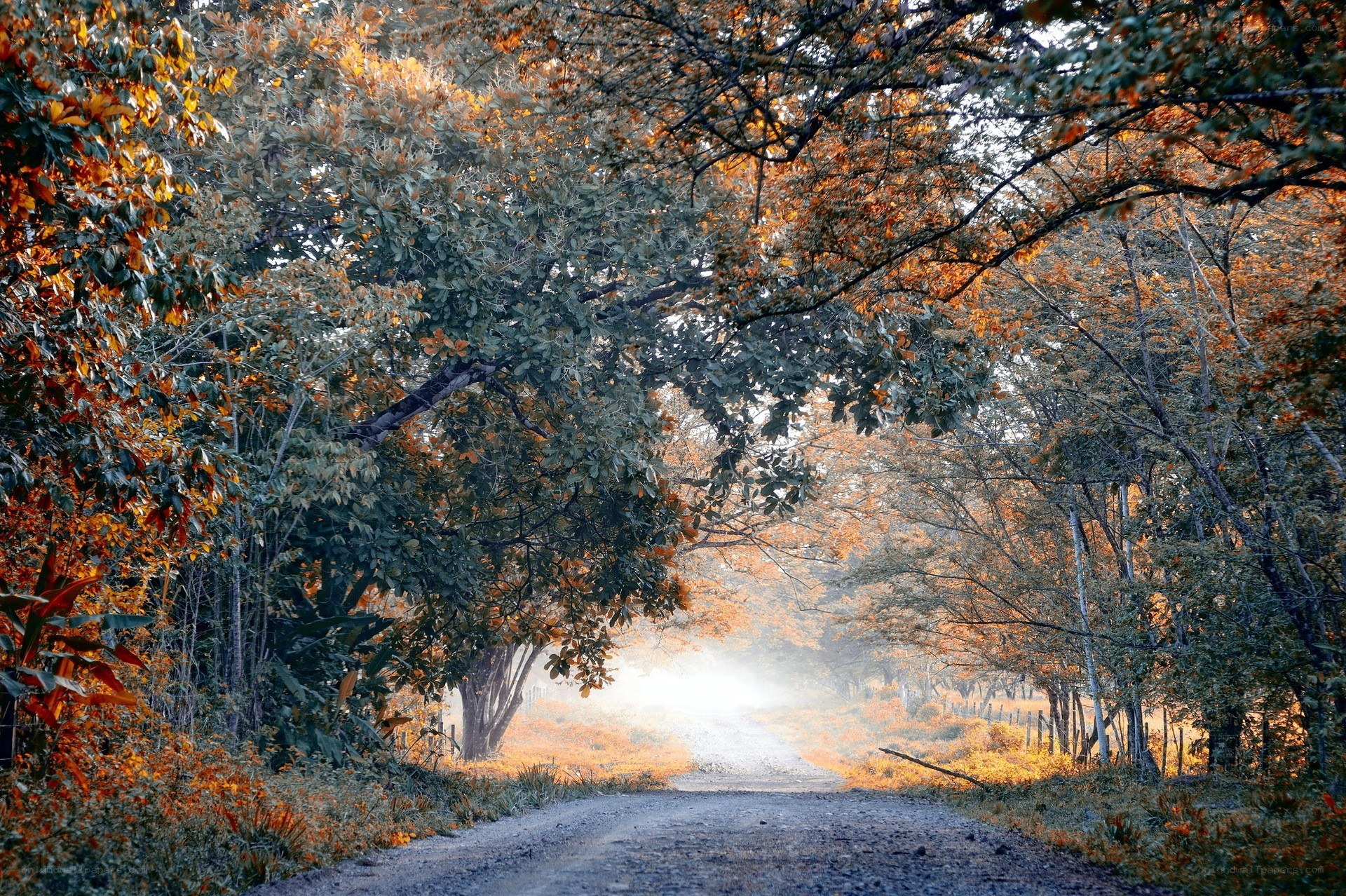 Autumn forest path with sunlight