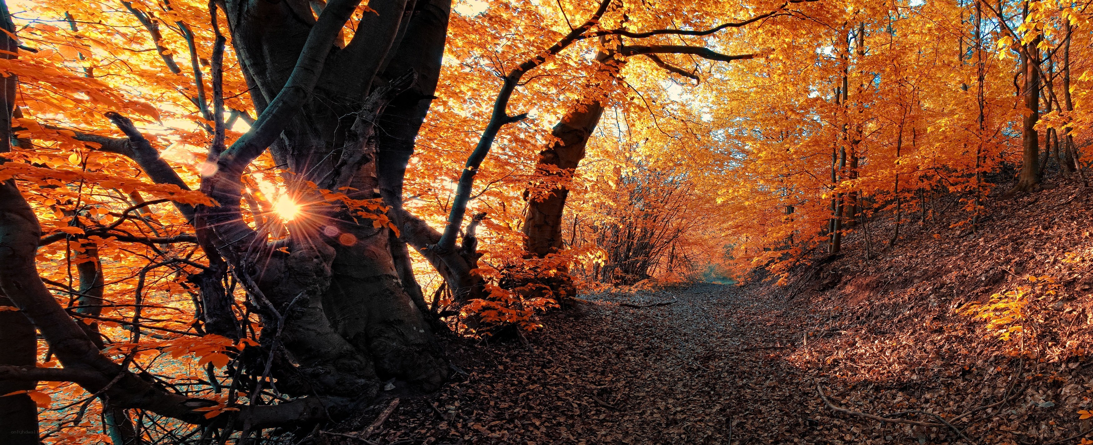 Autumn forest path with sunlight