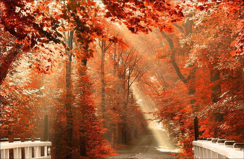 Autumn forest path with sunlight