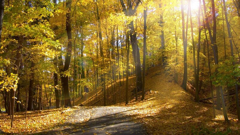 Autumn forest path with sunlight