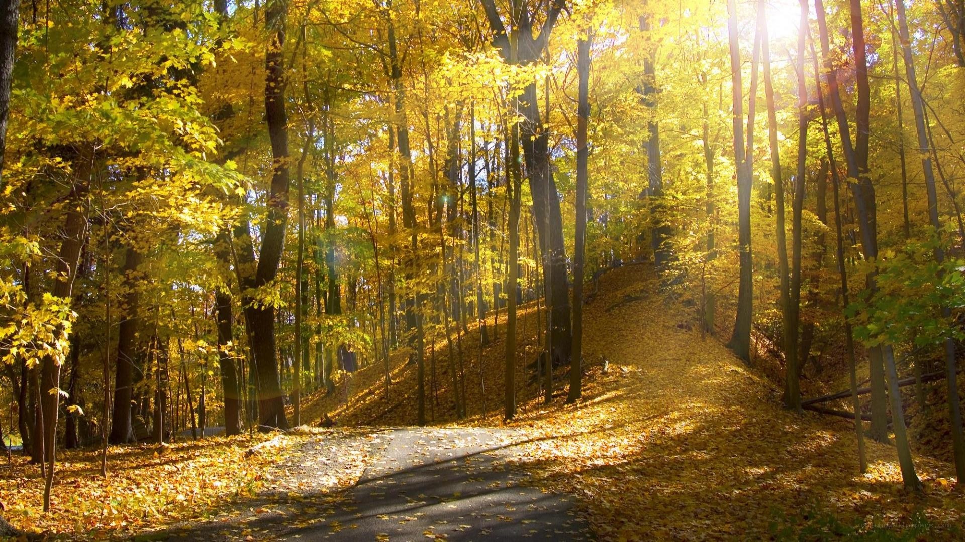 Autumn forest path with sunlight