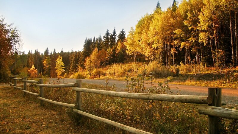 Autumn forest path with wooden fence