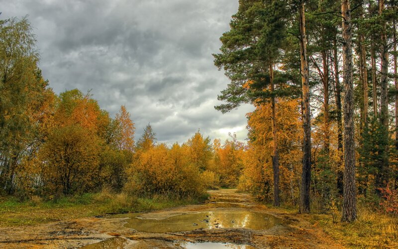 Autumn Forest Path — Yellow, Dramatic