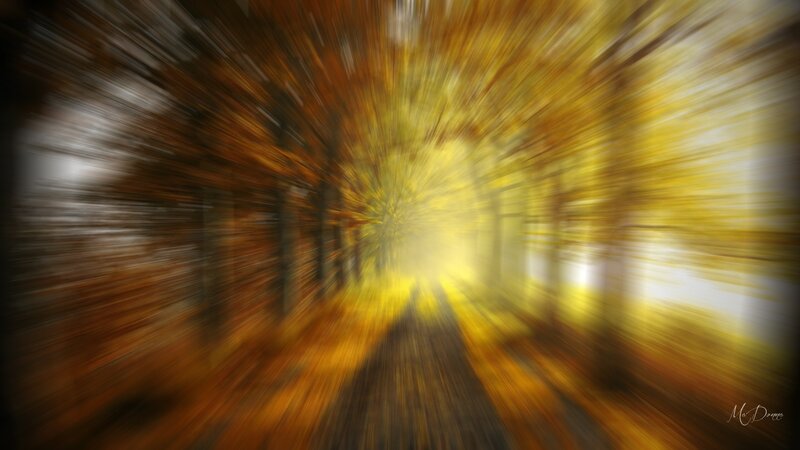 Autumn Forest Path — Yellow, Dynamic