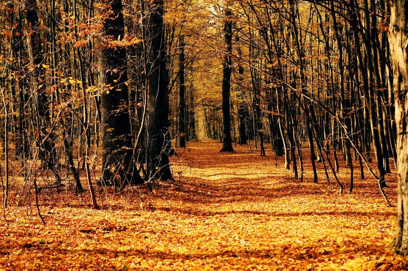Autumn Forest Path — Yellow, Fallen Leaves