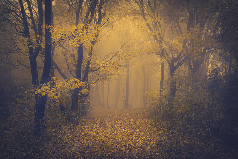 Autumn Forest Path — Yellow, Misty, Photograph